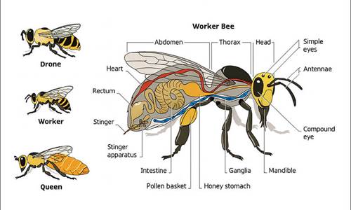Neat facts about bees