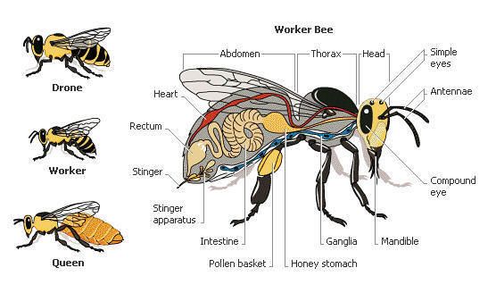 Neat Facts About Bees